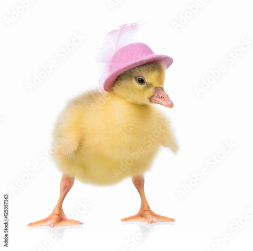 Cute little newborn gosling in pink hat, isolated on a white background. Portrait of newly hatched goose on a chicken farm.