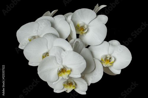 Orchid white on black