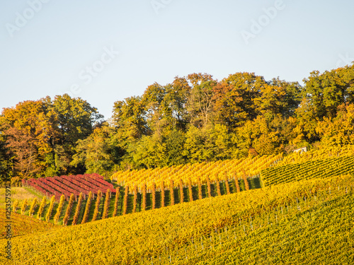 Weinberg im Herbst