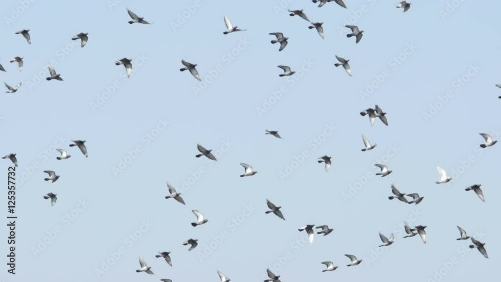 SLOW MOTION: Flock of flying pigeons in the sky SLOW MOTION: Flock of flying pigeons in the sky