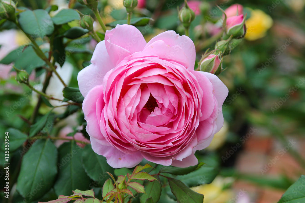 Obraz premium Pink English Rose