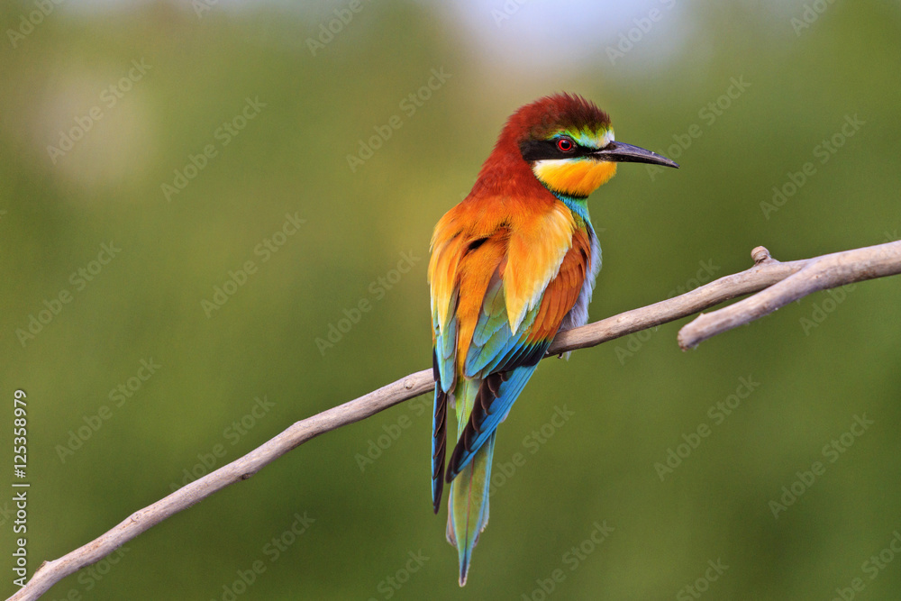 Fototapeta premium kolorowy ptak na zielonym tle