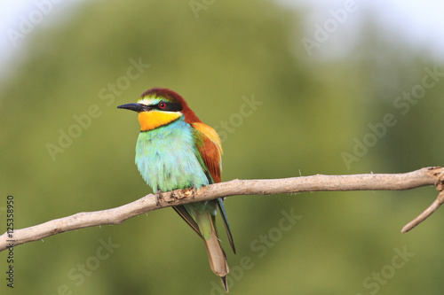 rare colored bird sitting on a dry branch