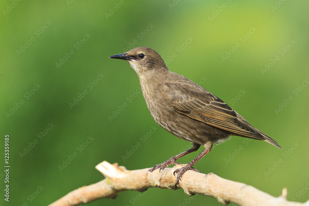 Starling sits on a dry branch green background Starling sits on a dry branch green background