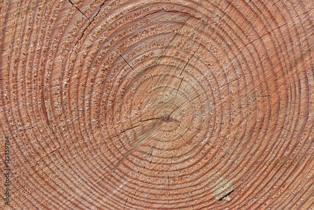 Naklejka premium カラマツ 年輪