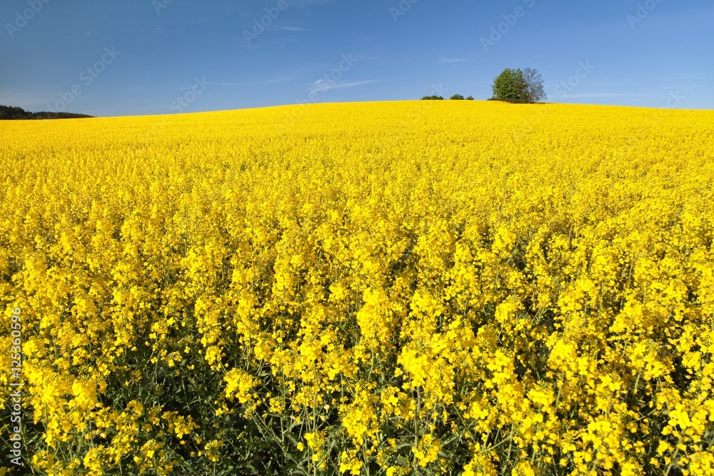 Fototapeta premium golden field of flowering rapeseed with blue sky