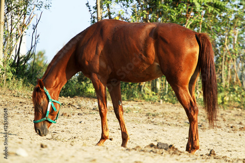 Side view shot of a young gidran horse