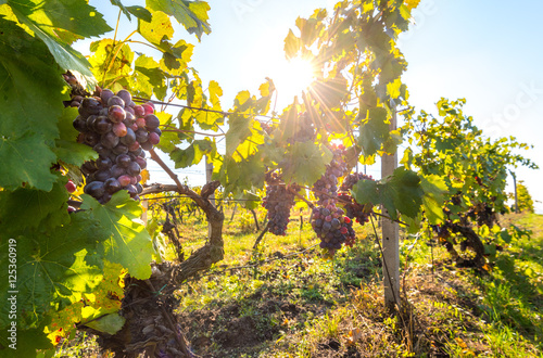 Riped wine grapes in the vineyard, Palava, Mikulov region, South Moravia, Czech Republic