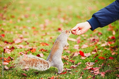 Cute squirrel in the park photo