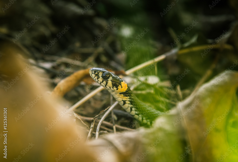 Fototapeta premium A beautiful grass snake in autumn leaves