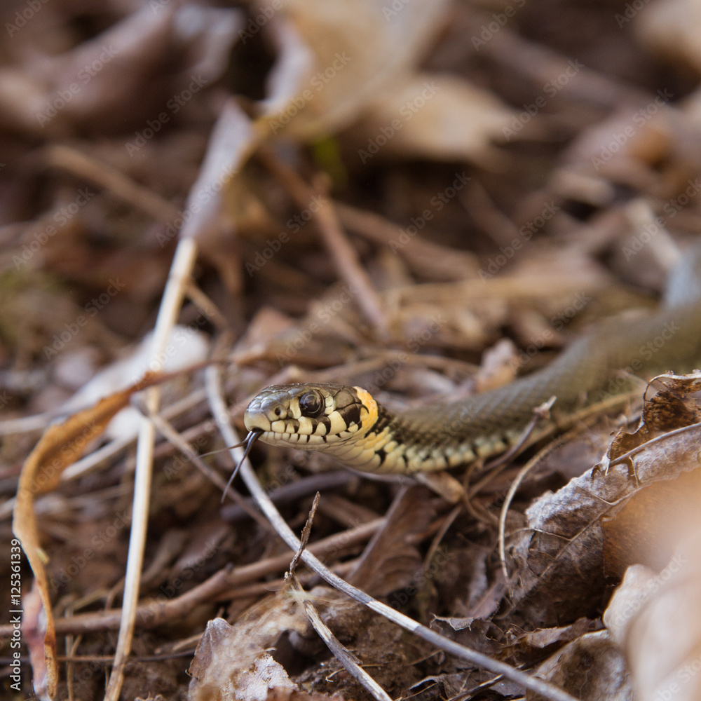 A beautiful grass snake in autumn leaves A beautiful grass snake in autumn leaves