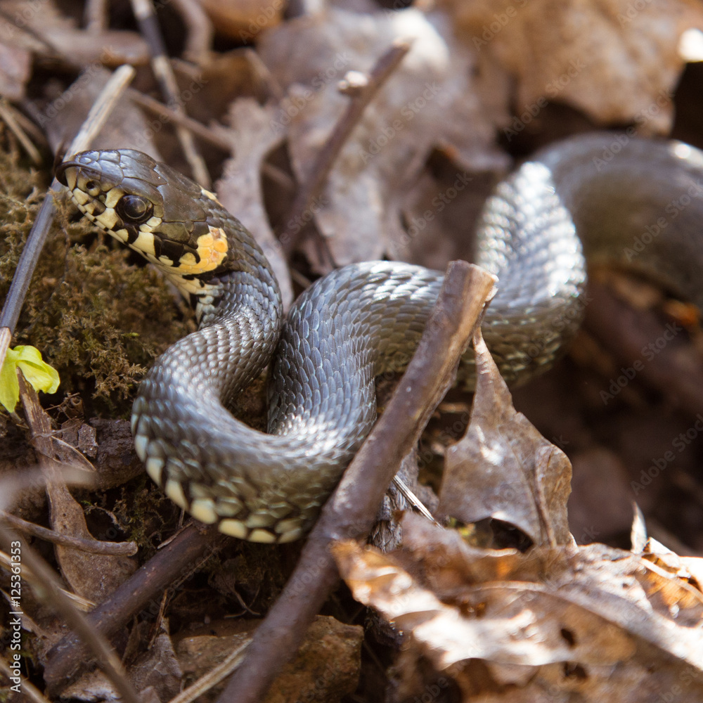 Obraz premium A beautiful grass snake in autumn leaves