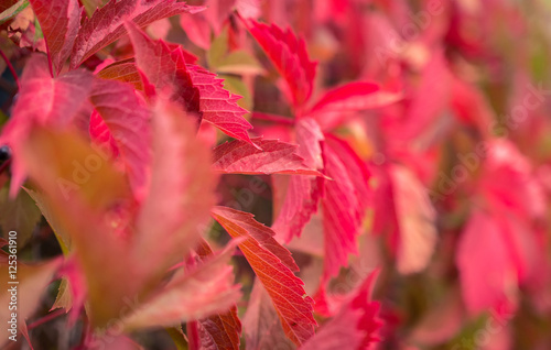 red leaves on a blurred background, autumn leaves.
