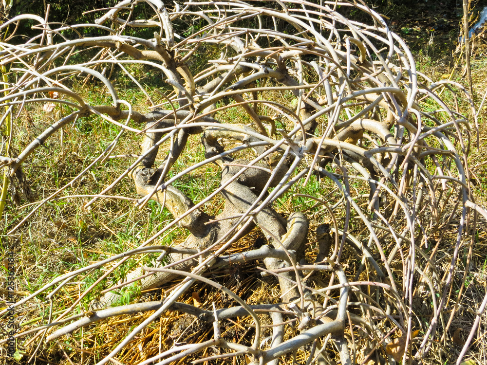 Dry twisted tree on a green meadow Dry twisted tree on a green meadow
