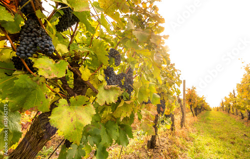 Riped wine grapes in the vineyard  Palava  Mikulov region  South Moravia  Czech Republic