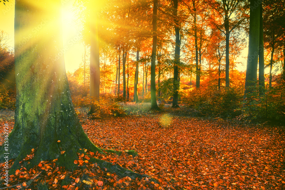 Obraz premium Autumn forest landscape covered by fallen leaves
