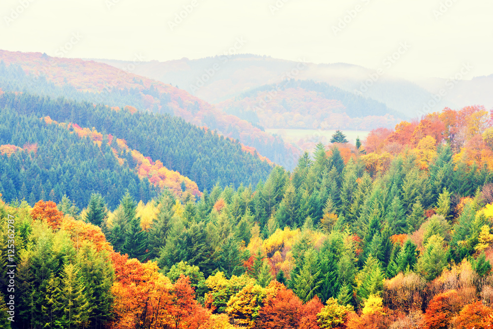 Autumn landscape with colorful fall trees. Fall nature backgroun