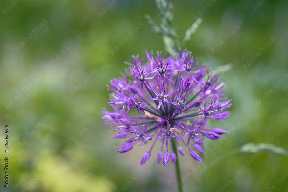 Globe thistle in flower bed - blur Globe thistle in flower bed - blur
