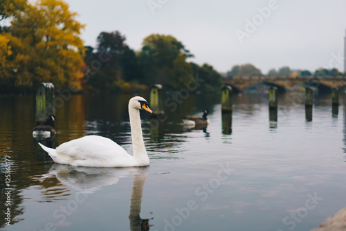 Swan in Hyde Park London