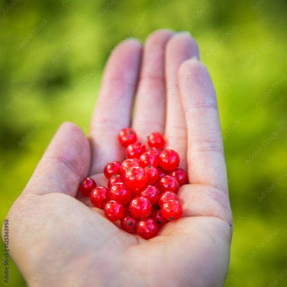 Handful of fresh, juicy red currants Handful of fresh, juicy red currants