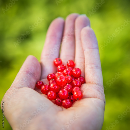 Handful of fresh, juicy red currants © dachux21