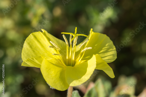 Fototapeta Naklejka Na Ścianę i Meble -  Cross shape stigma of a yellow  Oenothera flower