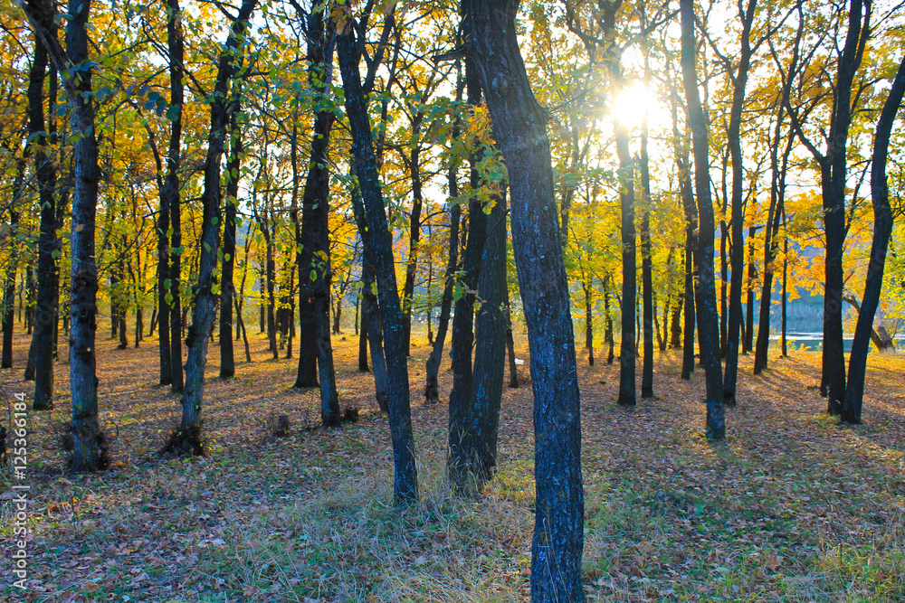 Fototapeta premium Oak forest on autumn