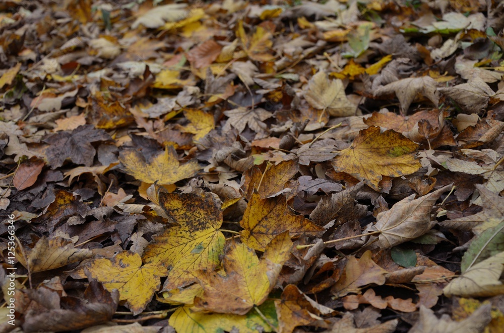 Gold gelbe Herbstblätter mit welken Blättern als Hintergrung