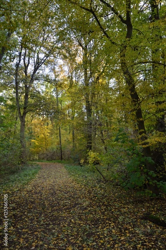 Weg durch Herbstwald