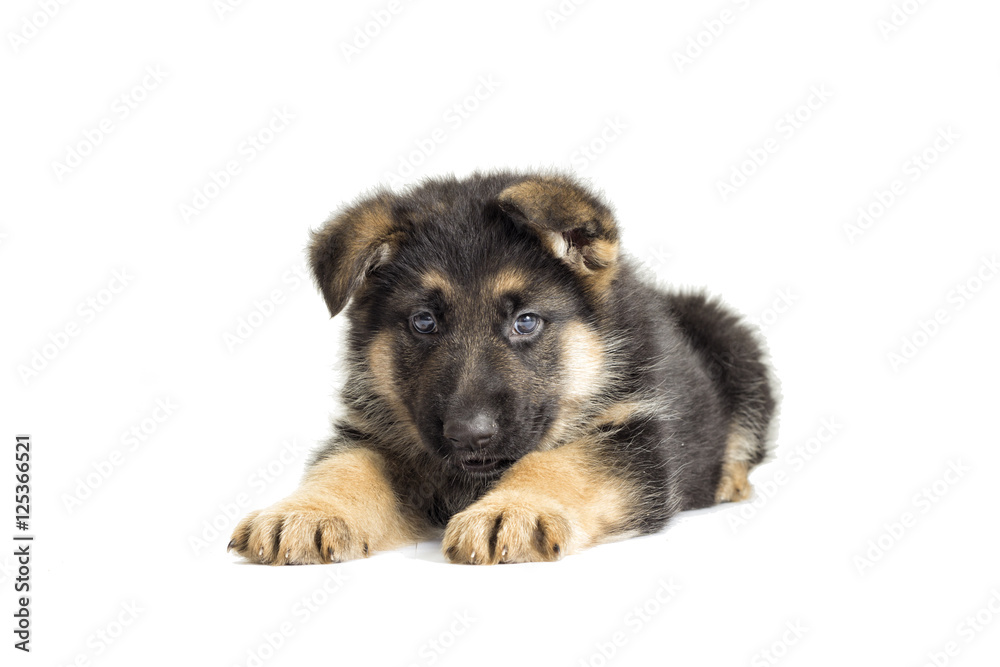 Puppy looking Puppy looking