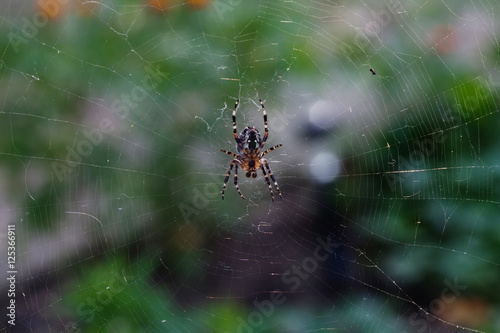 Spider orb-web insect with web pattern. macro view, horizontal soft focus photo