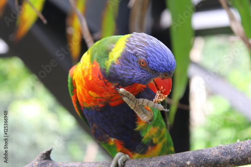 Oiseau du zoo de Martinique