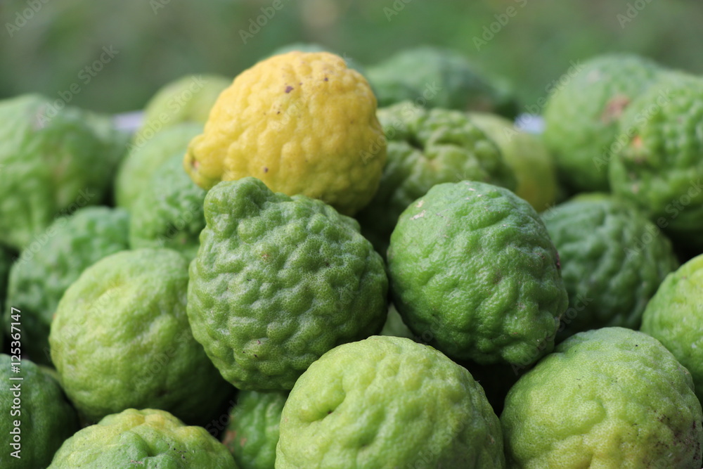 Green bergamot with out leave from the farm Green bergamot with out leave from the farm