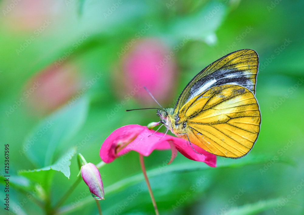 Obraz premium Lesser Gull Butterfly