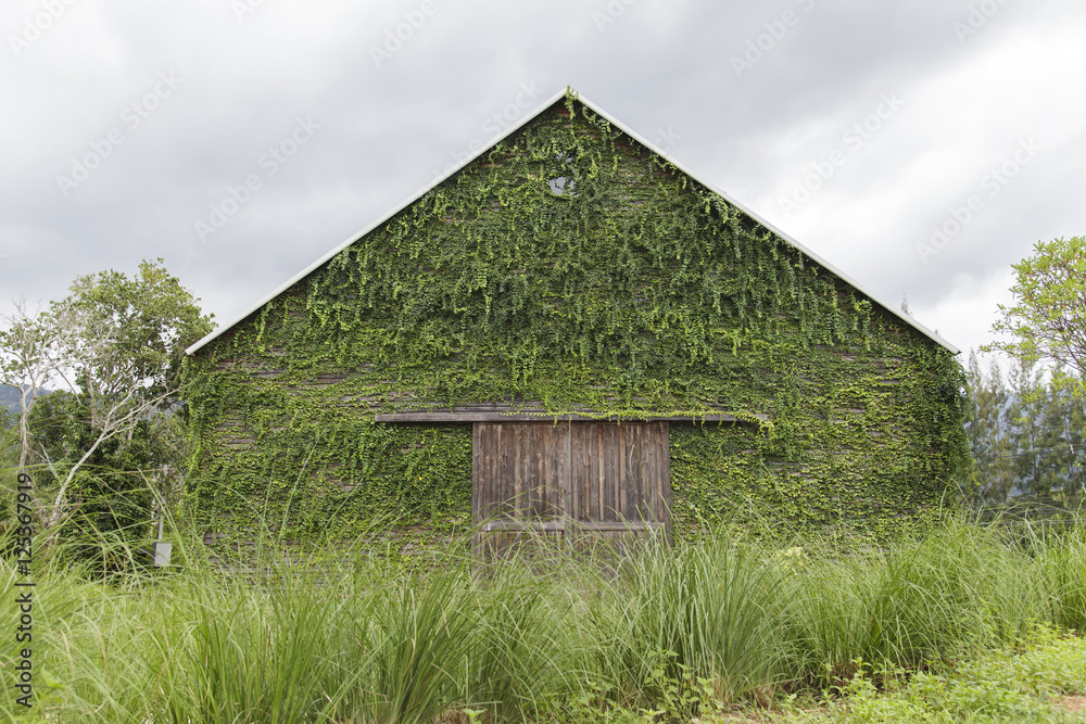 Obraz premium Ivy on the old house, Green leaves on the old wooden house