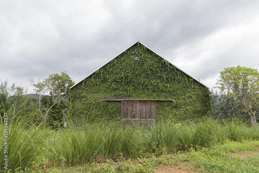 Ivy on the old house, Green leaves on the old wooden house Ivy on the old house, Green leaves on the old wooden house
