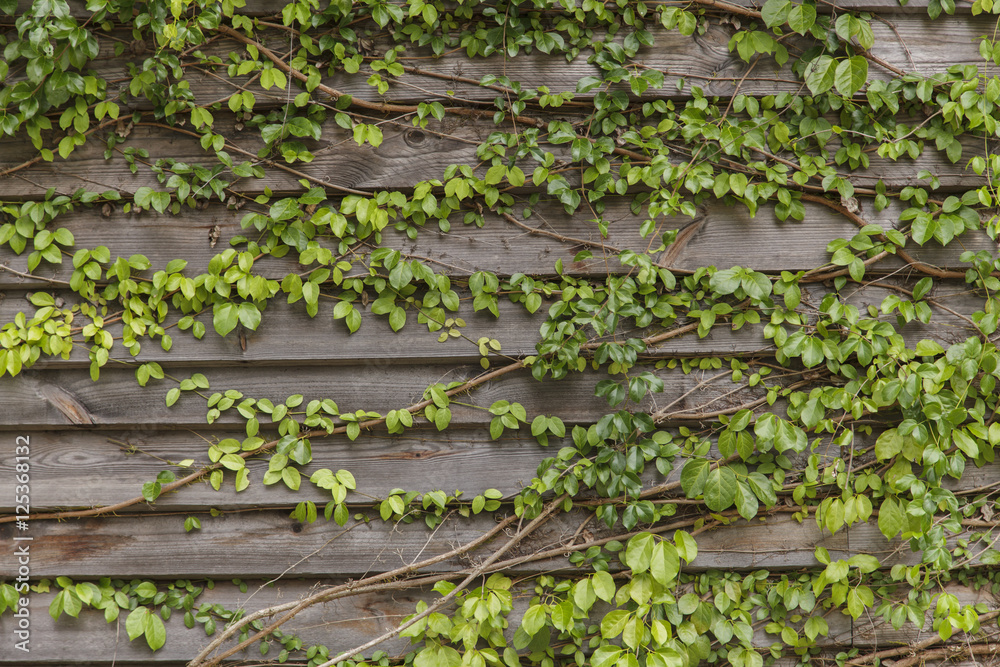 Ivy on the old house, Green leaves on the old wooden wall Ivy on the old house, Green leaves on the old wooden wall