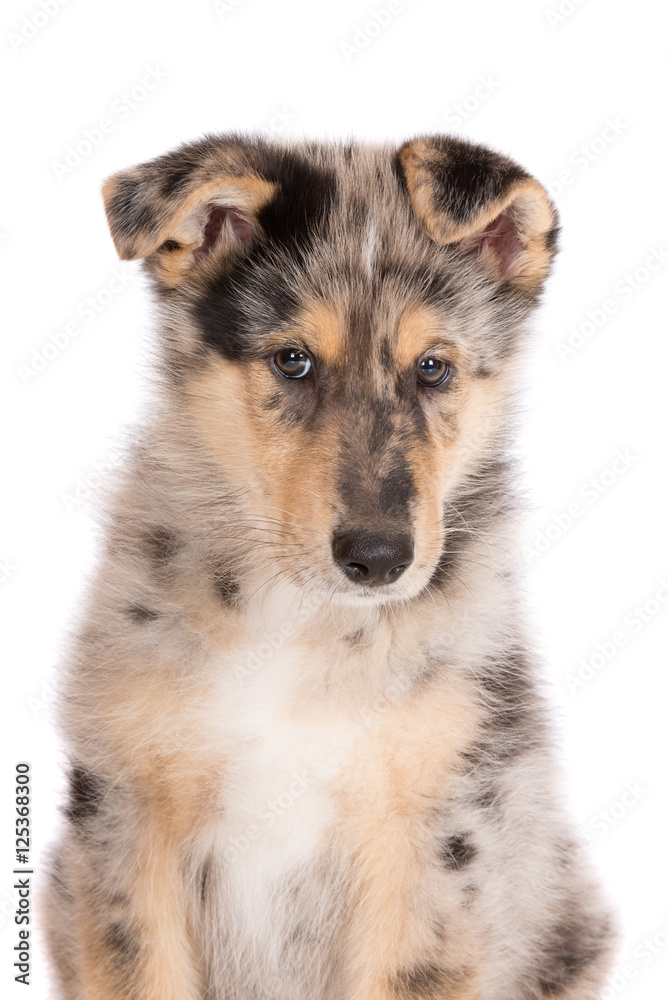 adorable puppy portrait