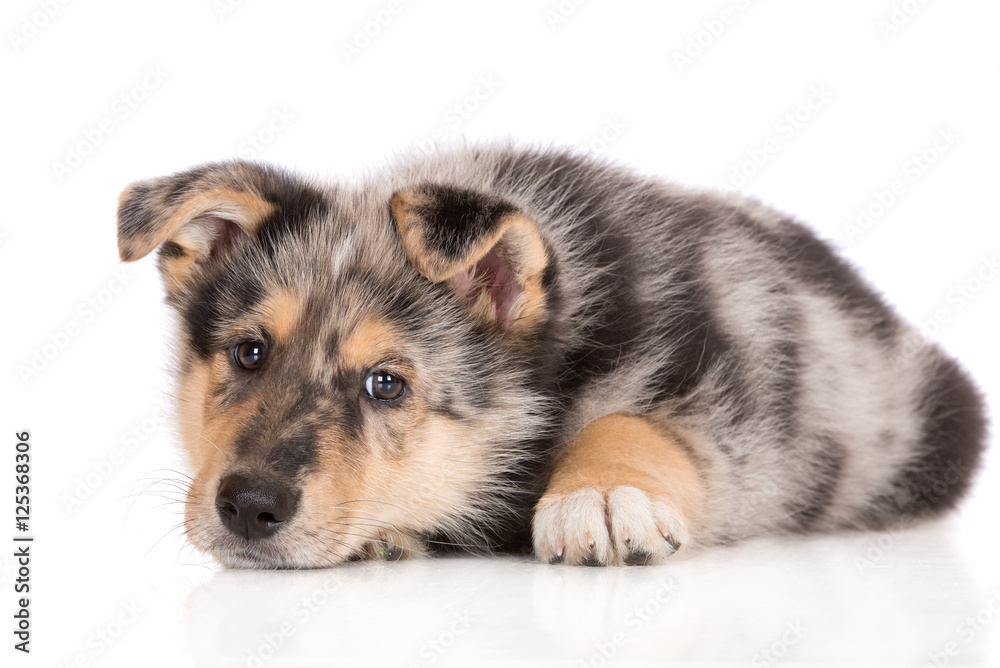 adorable puppy lying down on white