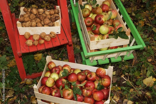 Fresh organic apples