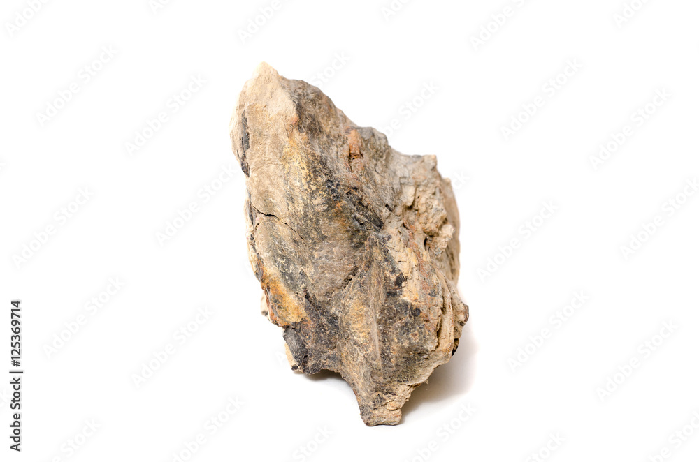 Fototapeta premium petrified wood on isolated background