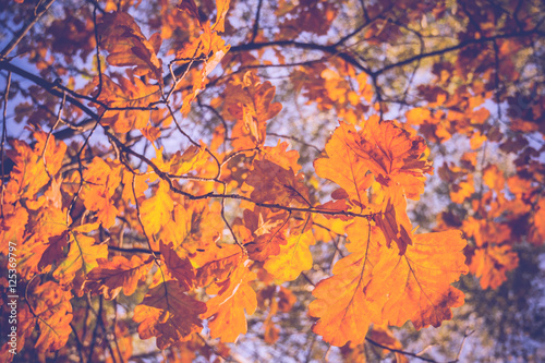 Yellow Oak Leaves Retro