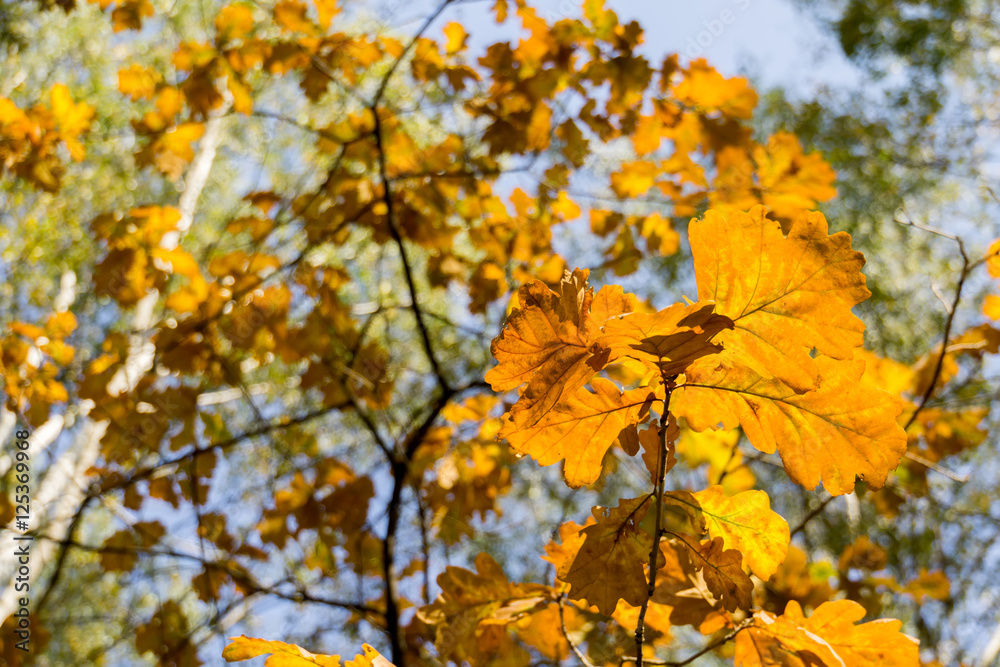 Yellow Oak Leaves