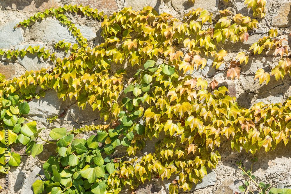 Ivy (lat. Hedera) and Virginia creeper (Parthenocissus quinquefolia) on a stone wall