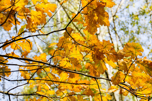 Yellow Oak Leaves