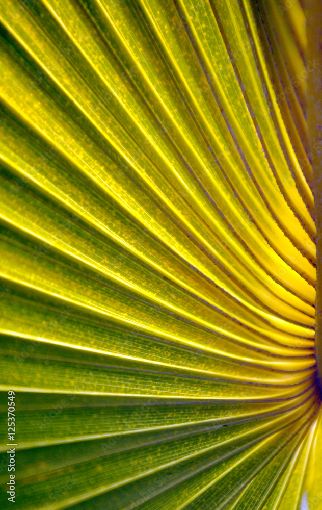 Obraz premium close up the green line of palm leaf on natural