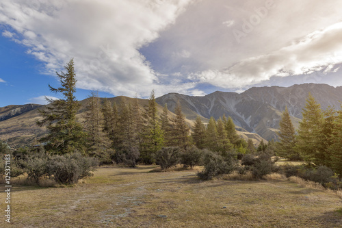 Pine trees at campsite in Glentanner Park Centre, Aoraki / Mount Cook National Park, Canterbury, New Zealand photo