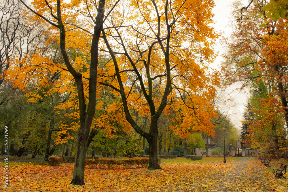 Jesień w parku