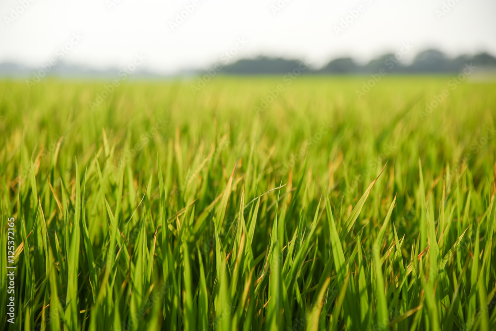 fresh green rice field background