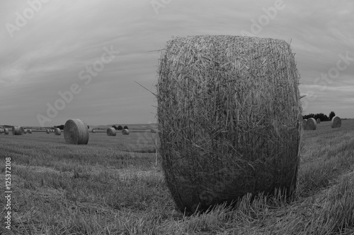 Fotografie champs